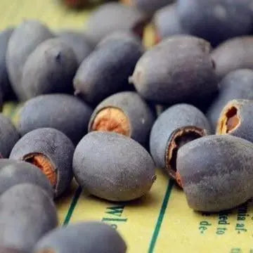 LotusPracht™ Kultiviere Natürliche Schönheit