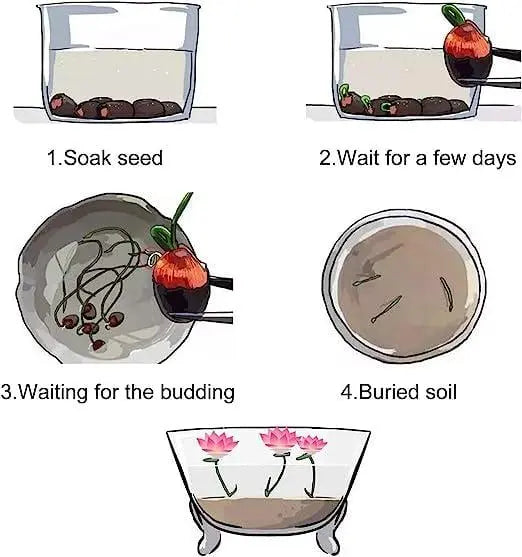 LotusPracht™ Kultiviere Natürliche Schönheit